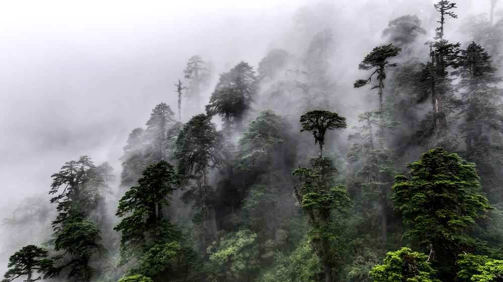 水霧蒸騰，滿目皆綠。張澤坤攝