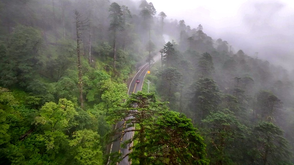 穿行于綠色間。張澤坤攝