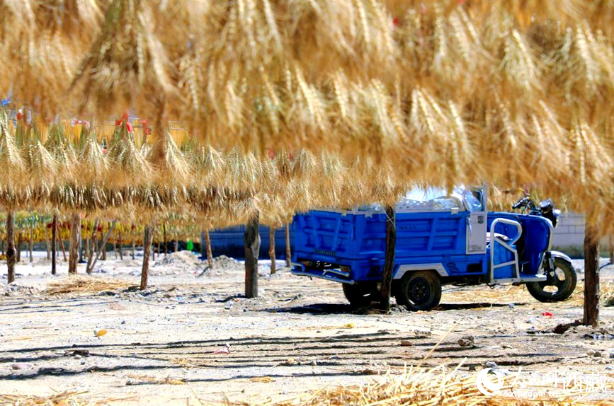 金燦燦的秋天，都是收獲。  人民網(wǎng) 李海霞攝