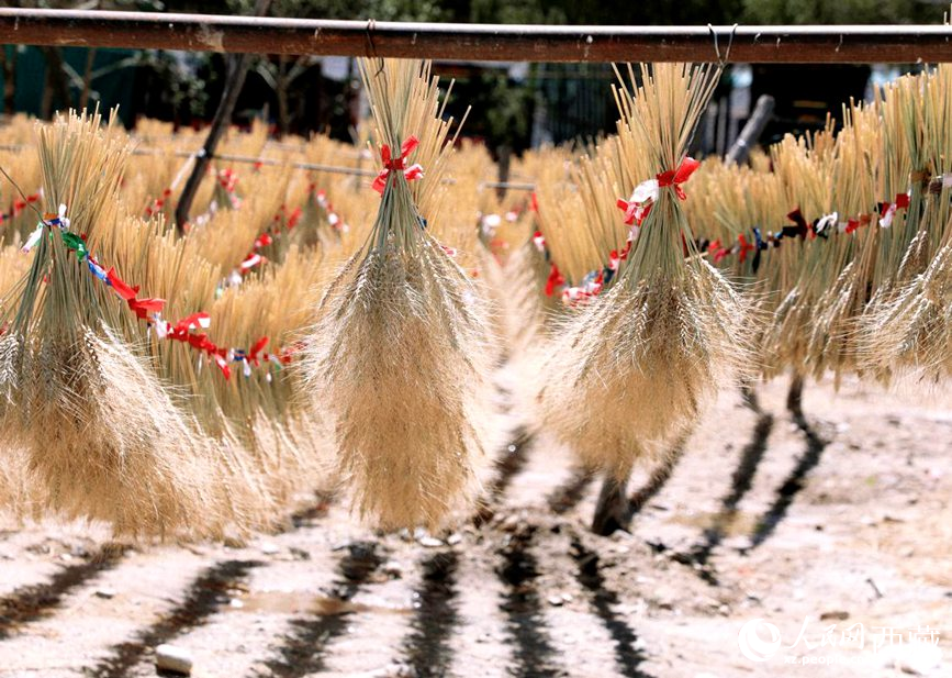 整個(gè)村莊沉浸在收獲的喜悅中。人民網(wǎng) 李海霞攝