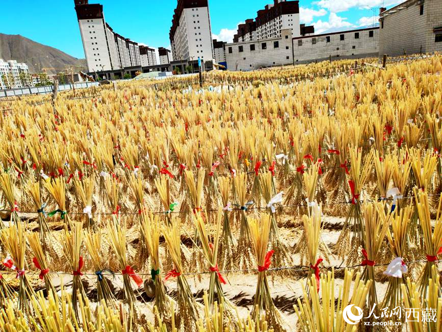 整個(gè)村莊沉浸在收獲的喜悅中。人民網(wǎng) 李海霞攝