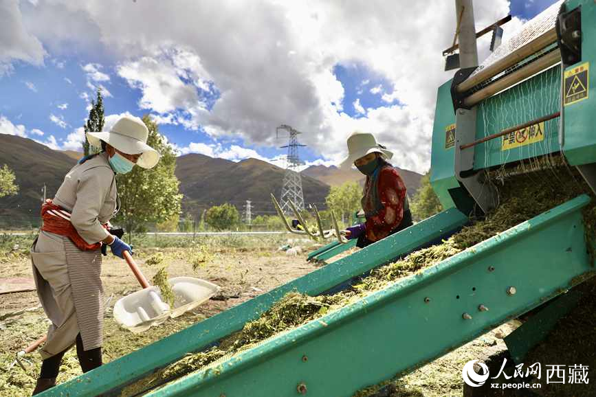 曲水茶巴拉村民正在包裝青飼玉米。人民網(wǎng)記者 次仁羅布攝