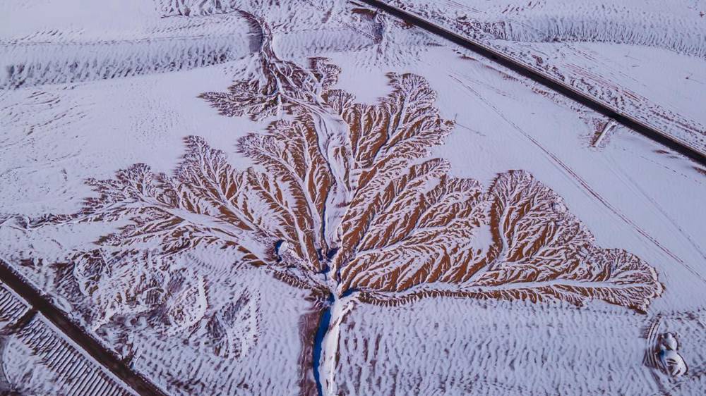 雪中“大樹”。邊巴多吉攝