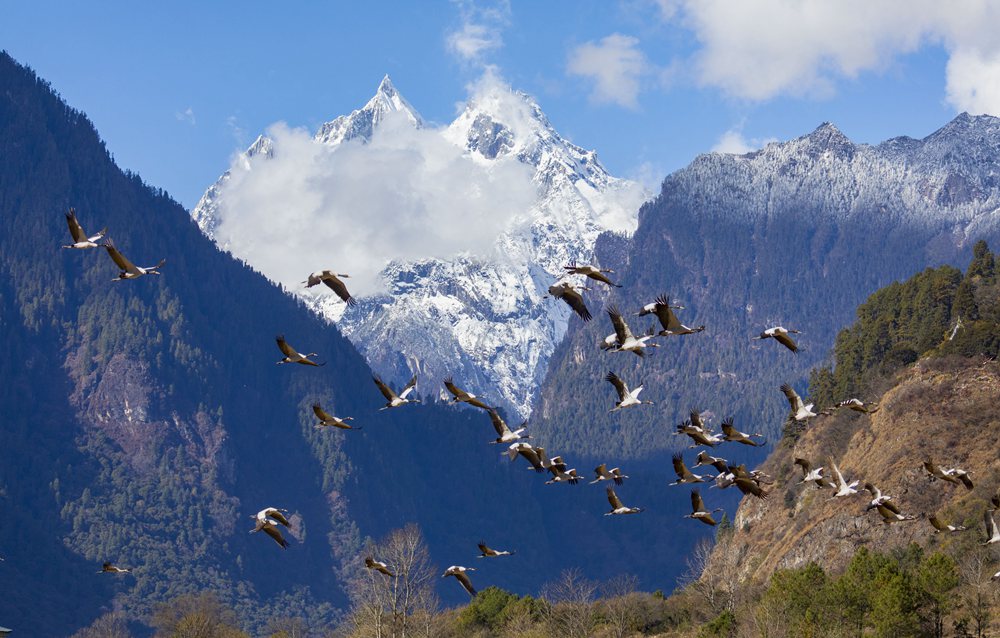 黑頸鶴蹁躚起舞美如畫。索多攝