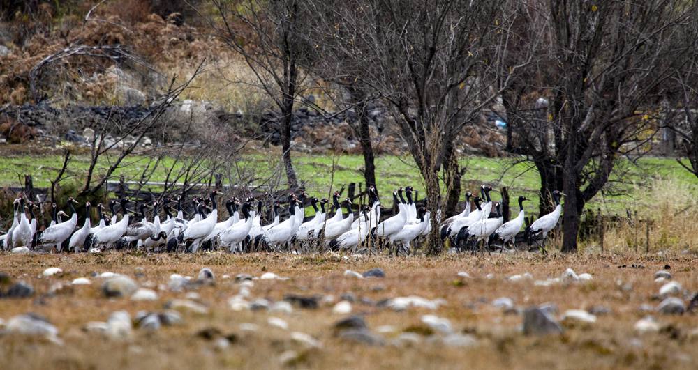 黑頸鶴在濕地上閑庭信步。索多攝