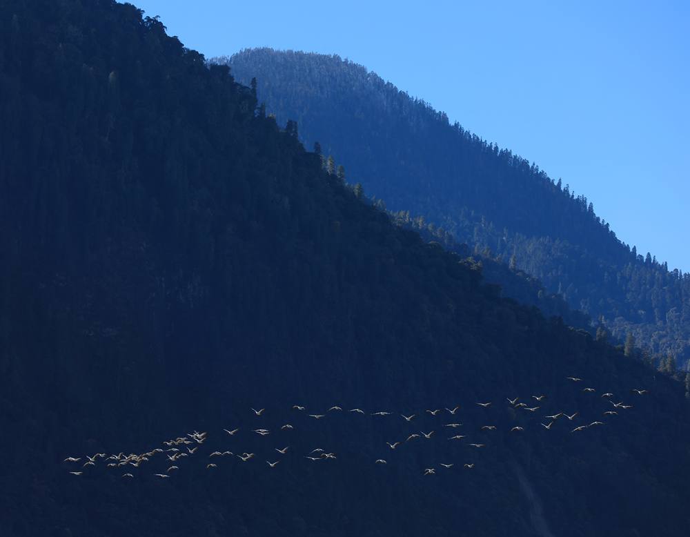 黑頸鶴在天空中自由翱翔。益西旦增攝