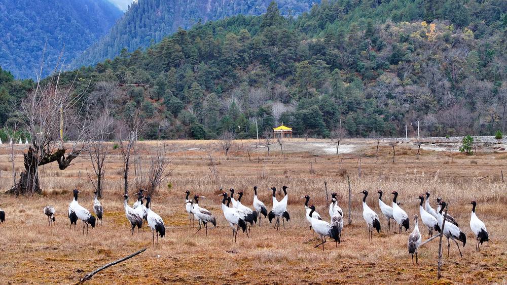 在濕地上閑庭信步的黑頸鶴。張寧攝