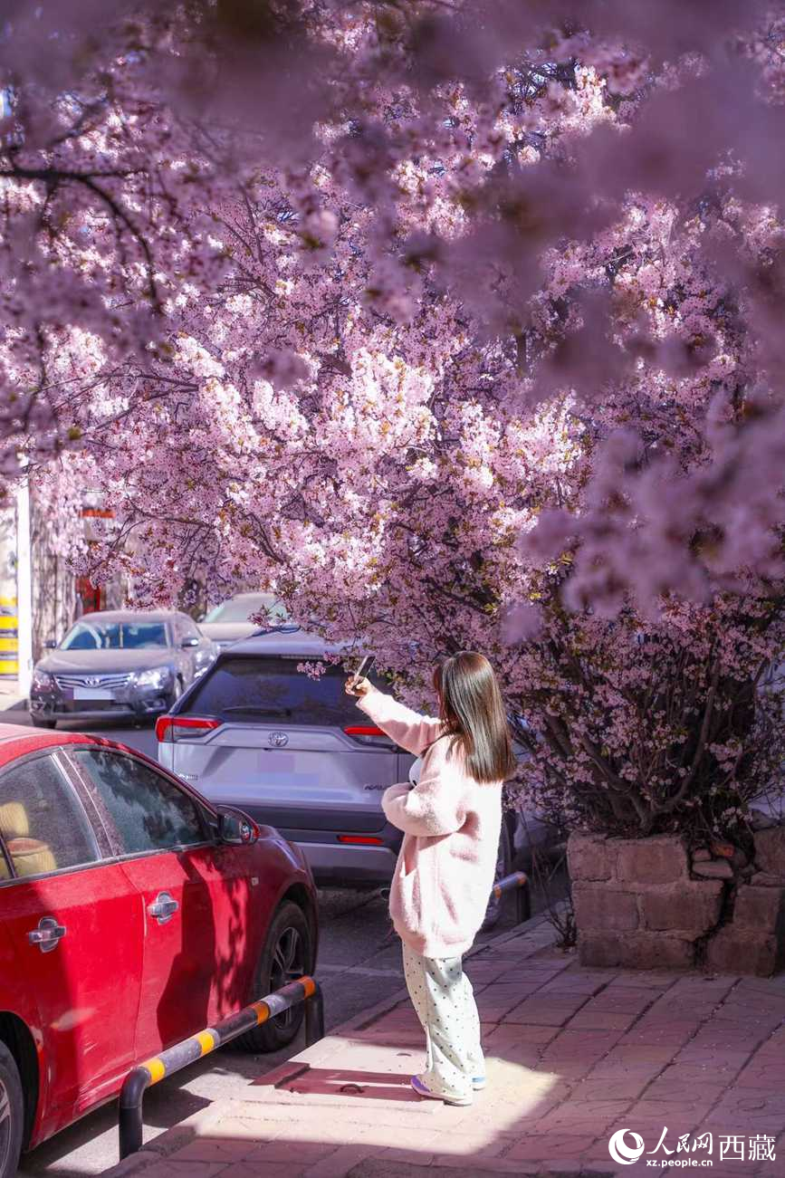 桃林下，拉薩市民游客樂(lè)享春光。人民網(wǎng)記者 次仁羅布攝