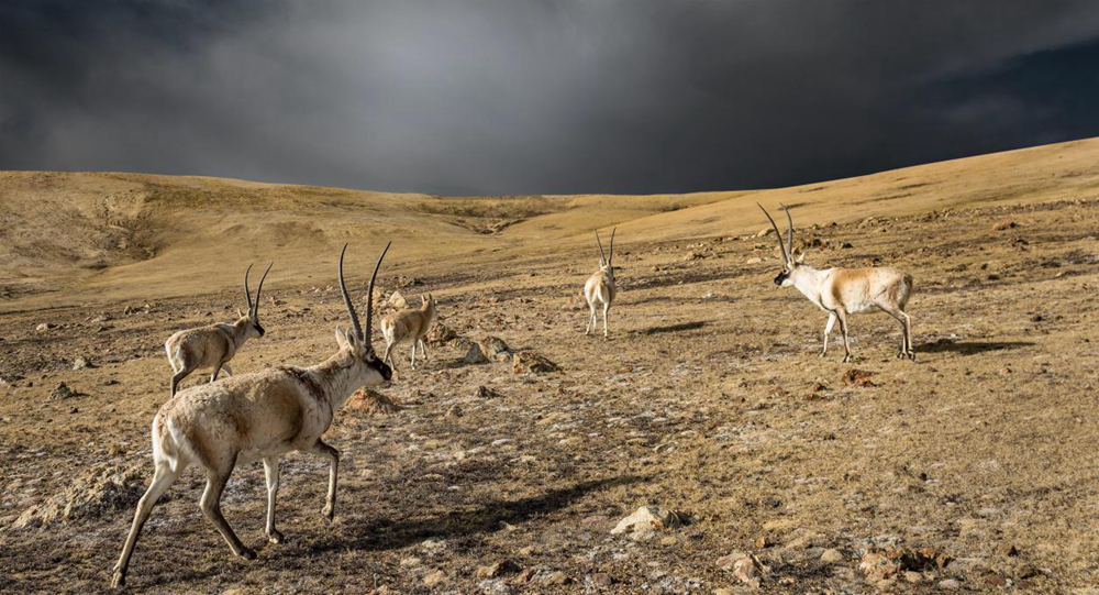 “高原精靈”藏羚羊。尼瑪多吉攝