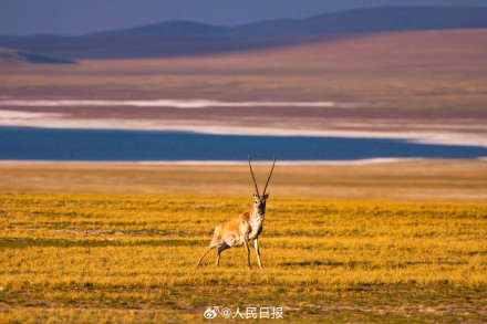 可愛(ài)壁紙上新！藏羚羊就是高原上的精靈吧