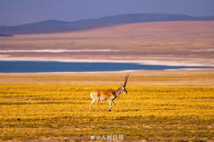 可愛(ài)壁紙上新！藏羚羊就是高原上的精靈吧