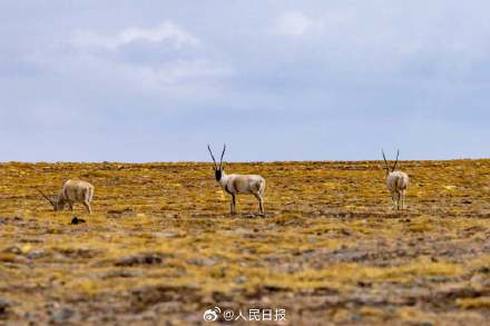 可愛(ài)壁紙上新！藏羚羊就是高原上的精靈吧