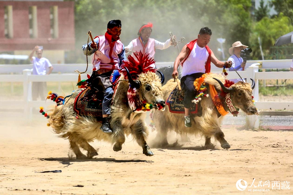 拉薩首屆農(nóng)牧民運(yùn)動會上的賽牦牛比賽。