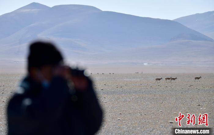 西藏申扎魯確塘草原藏羚羊進入交配期