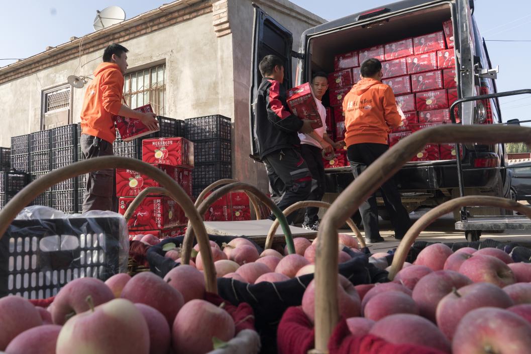 西部冰糖心蘋果，乘著商流上行。劉浩攝
