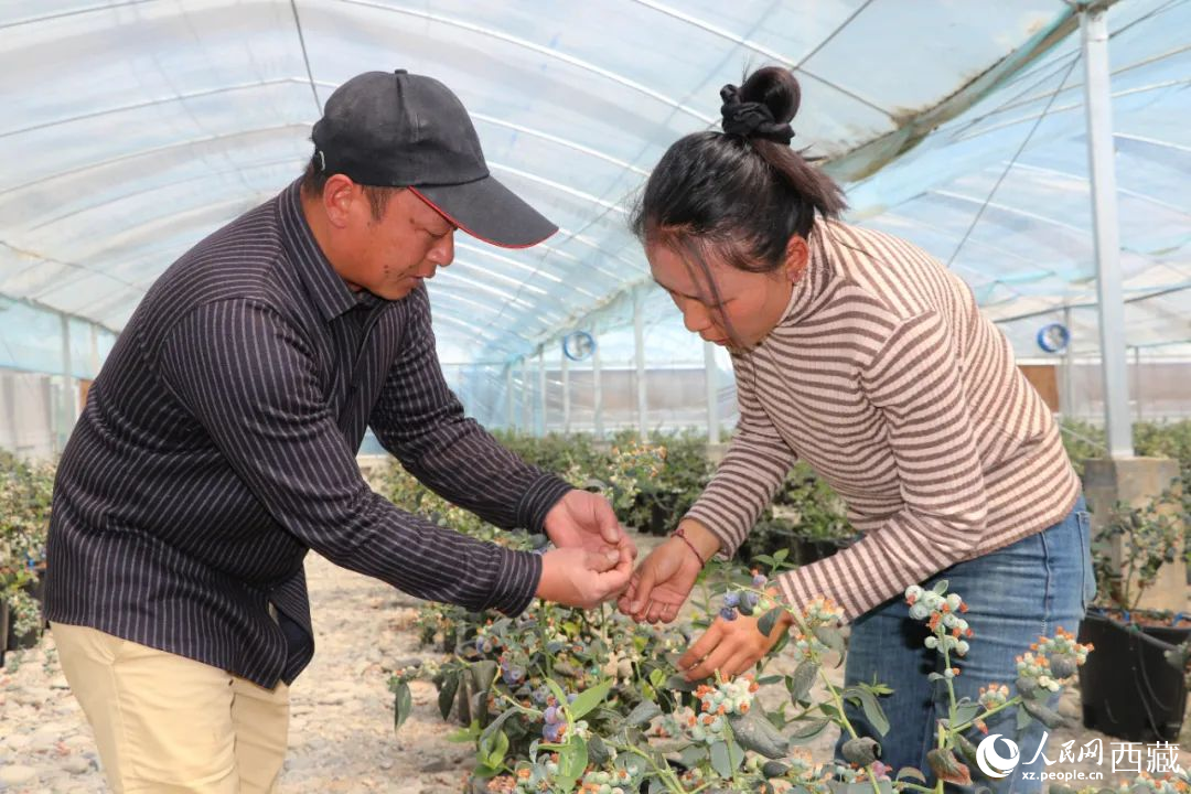 技術(shù)員劉家平和措姆在溫室大棚檢查藍(lán)莓的長(zhǎng)勢(shì)。次仁龍布攝