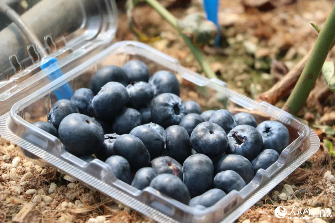 藍(lán)莓表面覆蓋著天然果霜。次仁龍布攝