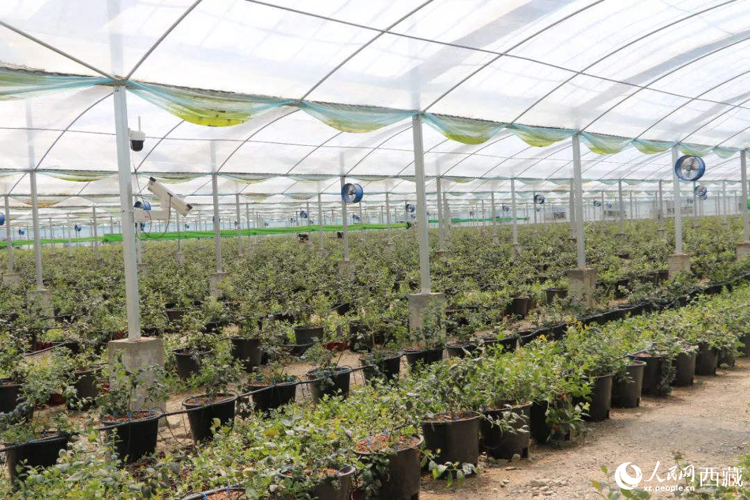 戈壁田園藍(lán)莓工業(yè)化種植基地。次仁龍布攝