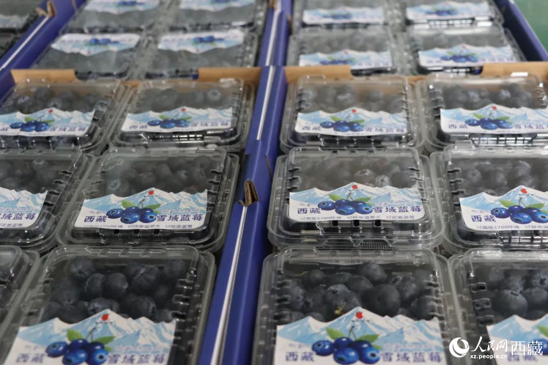包裝好的藍(lán)莓。次仁龍布攝