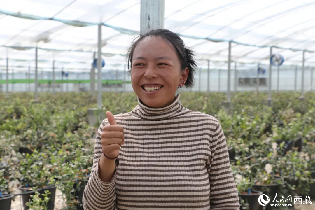 措姆品嘗自己精心照料的藍(lán)莓后，豎起了大拇指。次仁龍布攝