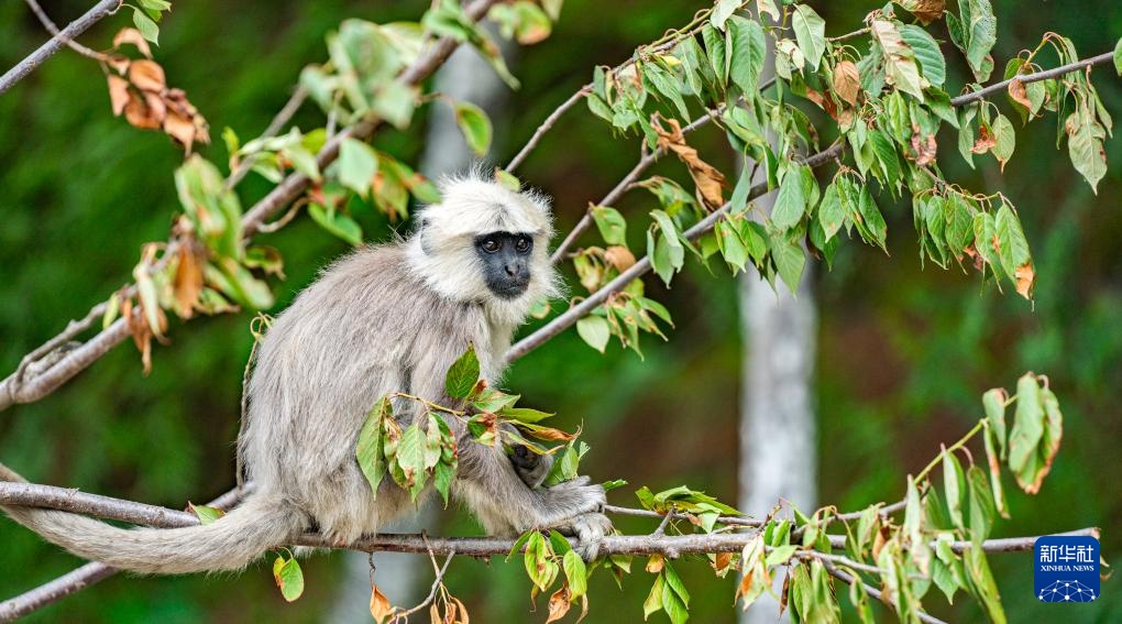 西藏亞東：長尾葉猴下山“會客”
