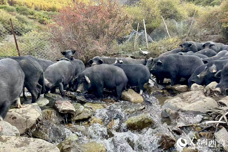高山放養(yǎng)的藏香豬。人民網(wǎng)記者 次仁羅布攝