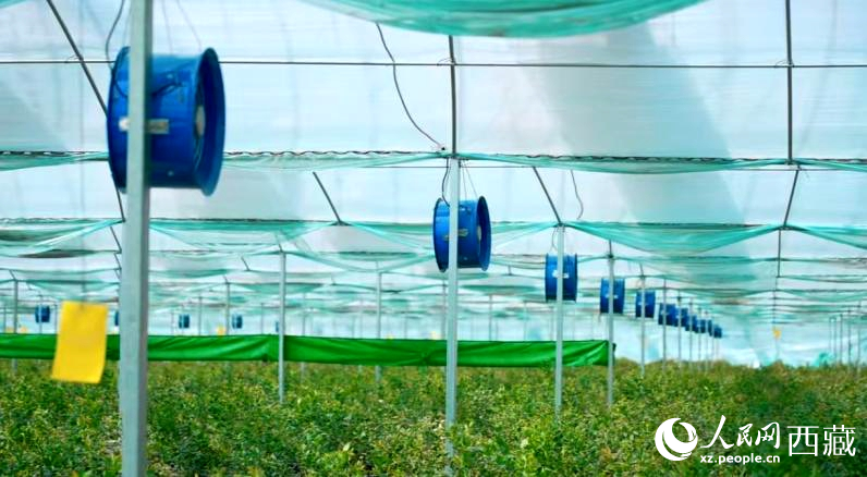 藍(lán)莓種植的智能溫室場(chǎng)景。羅雨欣攝