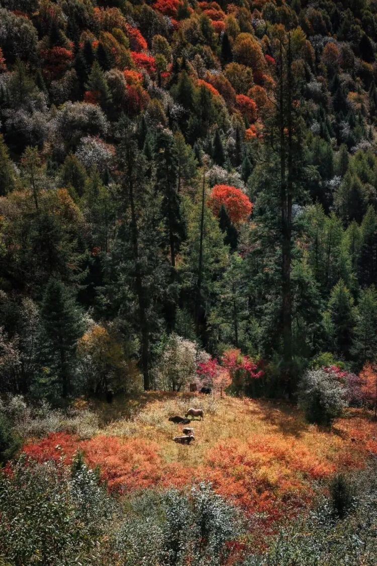 懂西藏的人，一定不會(huì)錯(cuò)過林芝的秋天