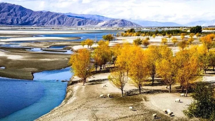 懂西藏的人，一定不會(huì)錯(cuò)過林芝的秋天