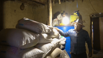 青稞“蛻變”，牦?！俺鋈Α?！看西藏農(nóng)牧民的“十四五”豐收答卷