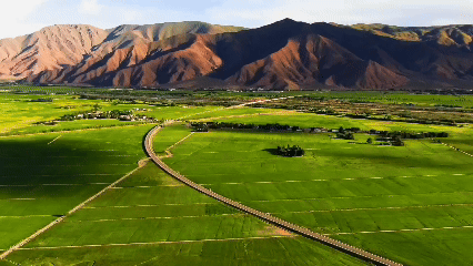 青稞“蛻變”，牦?！俺鋈Α?！看西藏農(nóng)牧民的“十四五”豐收答卷