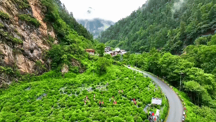 青稞“蛻變”，牦牛“出圈”！看西藏農(nóng)牧民的“十四五”豐收答卷