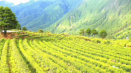 青稞“蛻變”，牦?！俺鋈Α?！看西藏農(nóng)牧民的“十四五”豐收答卷