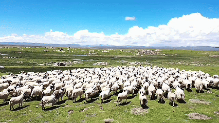 青稞“蛻變”，牦?！俺鋈Α保】次鞑剞r(nóng)牧民的“十四五”豐收答卷