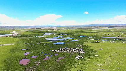 青稞“蛻變”，牦牛“出圈”！看西藏農(nóng)牧民的“十四五”豐收答卷