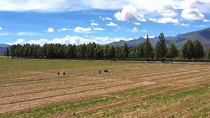 青稞“蛻變”，牦牛“出圈”！看西藏農(nóng)牧民的“十四五”豐收答卷