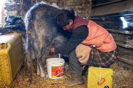 次仁普尺正在擠牛奶。人民網(wǎng)記者 翁奇羽攝