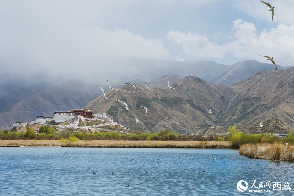 拉魯濕地呈現(xiàn)一幅流動(dòng)的國(guó)風(fēng)畫卷。曹曦元攝