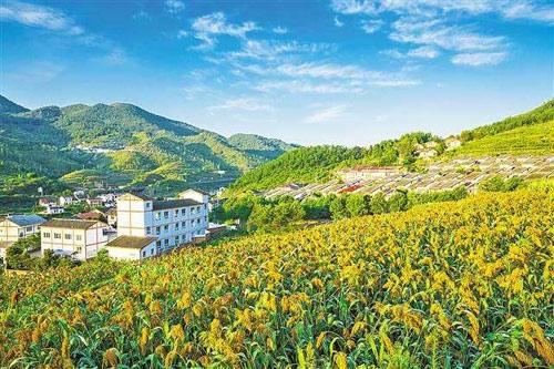 【理上網(wǎng)來o輝煌十九大】鄉(xiāng)村振興戰(zhàn)略：更綜合、全面、系統(tǒng)的發(fā)展戰(zhàn)略