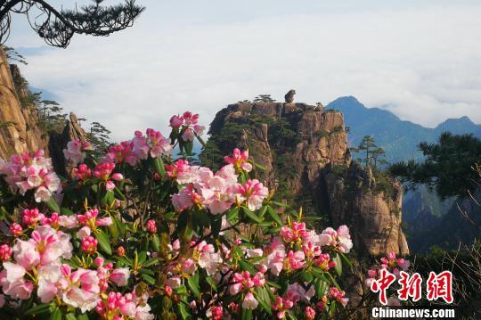 黃山風(fēng)景區(qū)“五一”小長(zhǎng)假客流、車流平穩(wěn)