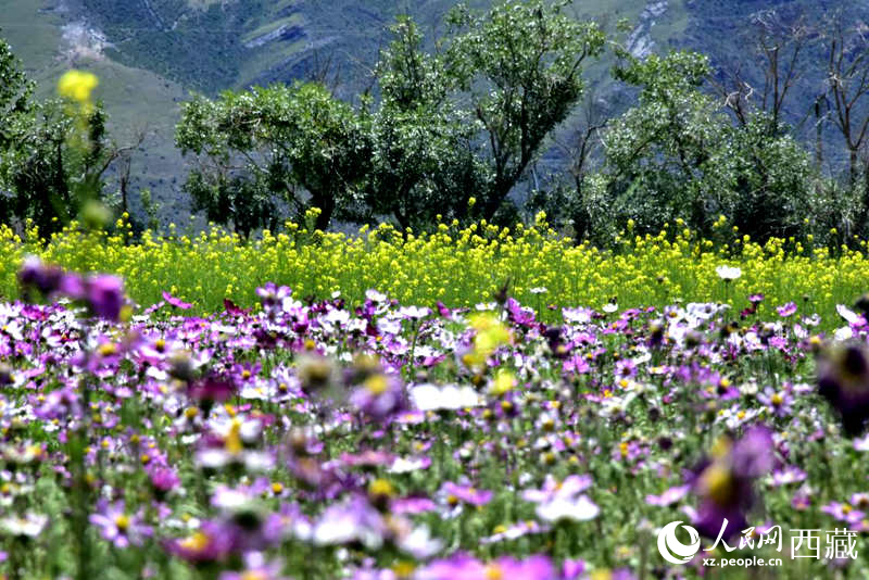 油菜花與格?；ㄏ嘤吵扇?。人民網(wǎng) 李海霞攝