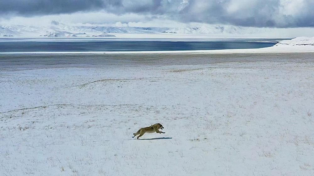 雪地里疾馳的阿里“狼”。