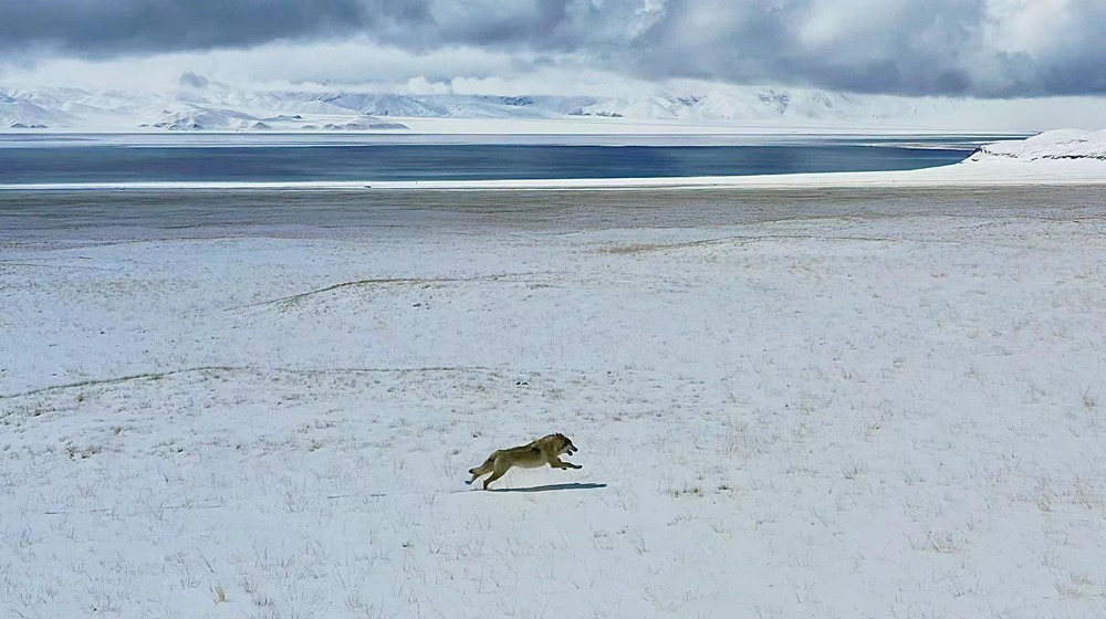 雪地里疾馳的阿里“狼”。