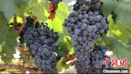 圖為桑日縣種植的葡萄?！∩侥仙Ｈ湛h委宣傳部提供