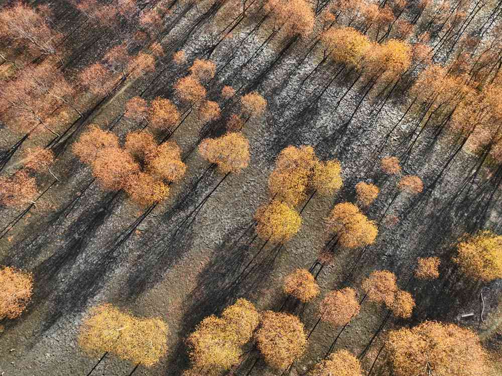 入冬時(shí)節(jié)，雅魯藏布江畔的樹(shù)林一片金黃。