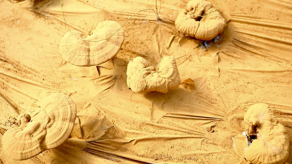 靈芝基地內(nèi)孢子粉布滿塑料膜。