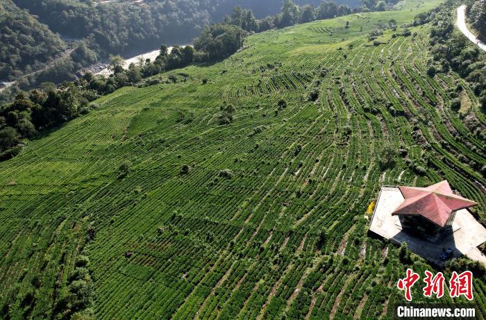 圖為西藏林芝市墨脫縣果果塘大拐彎附近的茶田。(無人機照片) 李林 攝