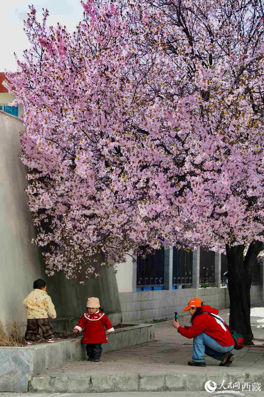 桃林下，拉薩市民游客樂享春光。人民網(wǎng)記者 次仁羅布攝