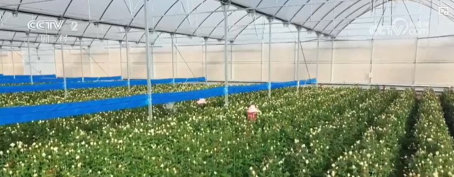 云南姚安：七夕“浪漫經(jīng)濟(jì)”升溫 日均百萬(wàn)枝玫瑰供應(yīng)市場(chǎng)