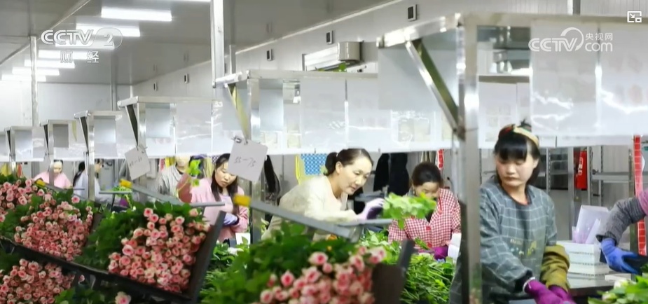 云南姚安：七夕“浪漫經(jīng)濟(jì)”升溫 日均百萬(wàn)枝玫瑰供應(yīng)市場(chǎng)